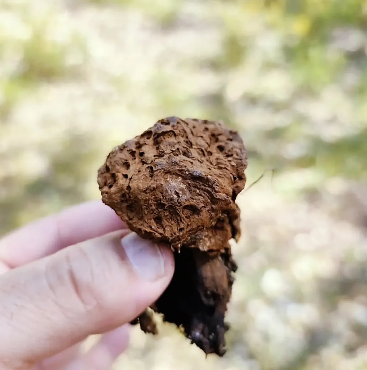 Cogumelos