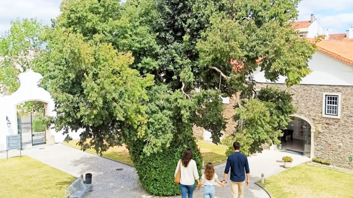 Escola De Hotelaria E Turismo De Coimbra T