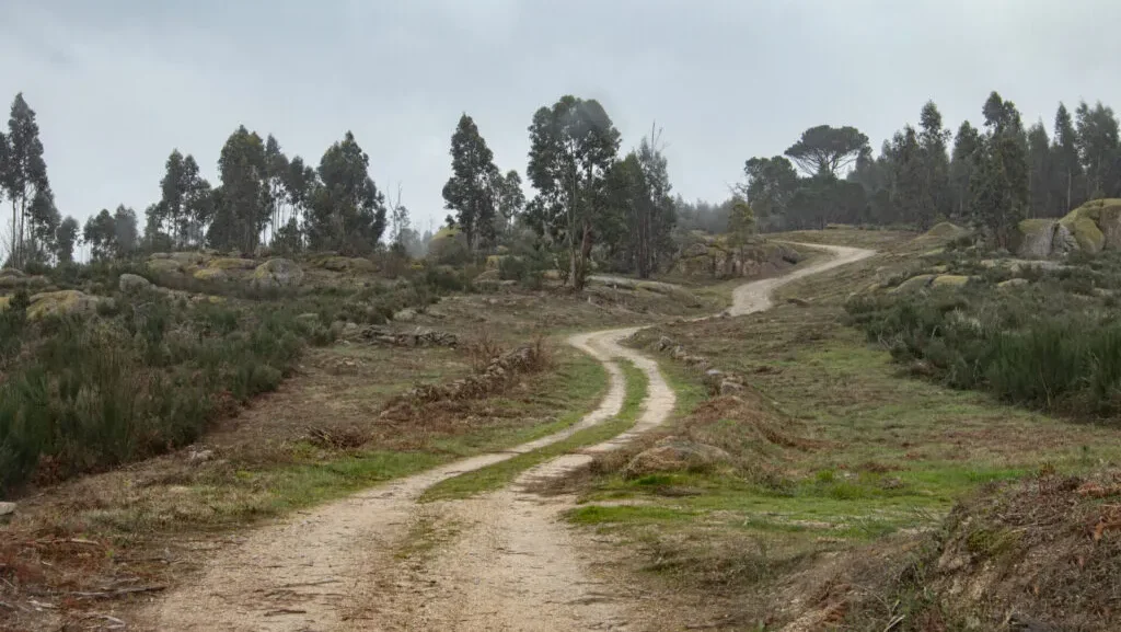 Floresta Ativa