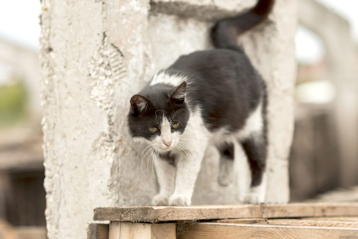 Gatos De Rua