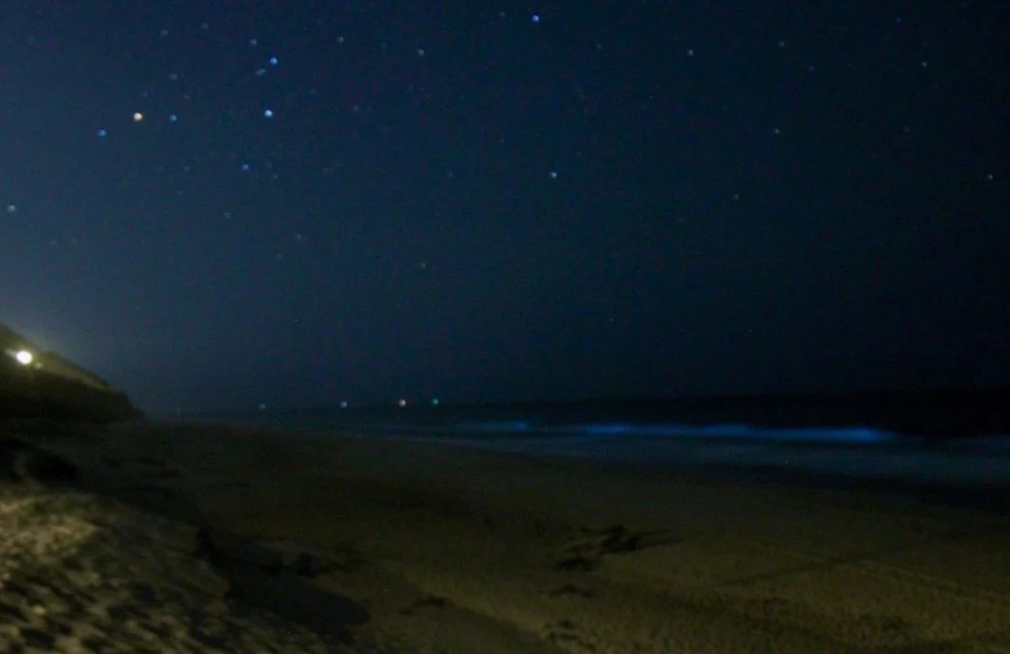 Marés Bioluminescentes 2