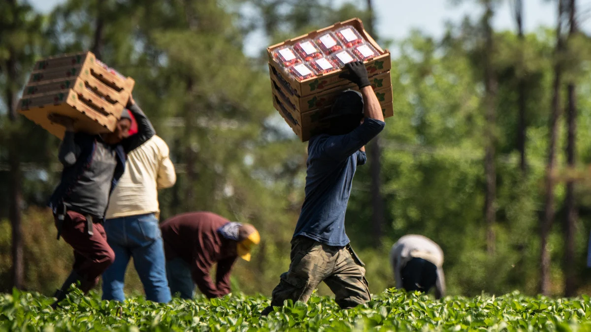 Migrantes Na Agricultura