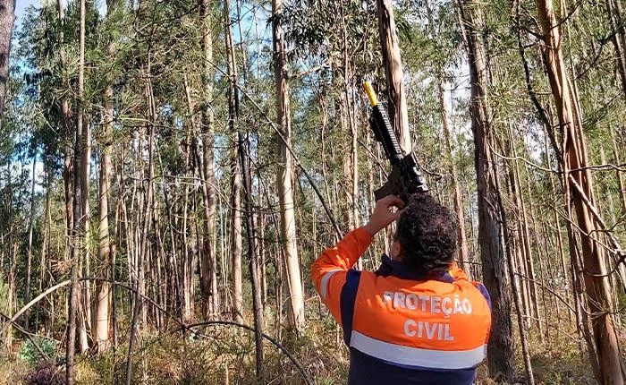 Destruição Ninho Vespas